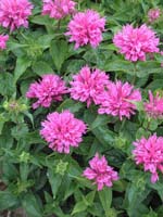 petite_delight_beebalm
