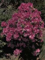 plum_rhododendron