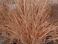 prairie_drop_seed