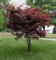 red_japanese_maple