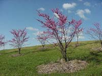 redbud
