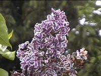 sensation_lilac