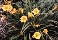 stella_de_oro_daylily