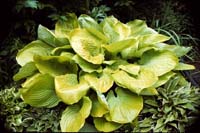 sum_and_substance_hosta