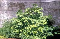 sweetshrub