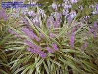 variegated_lariope