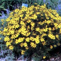 zagreb_coreopsis